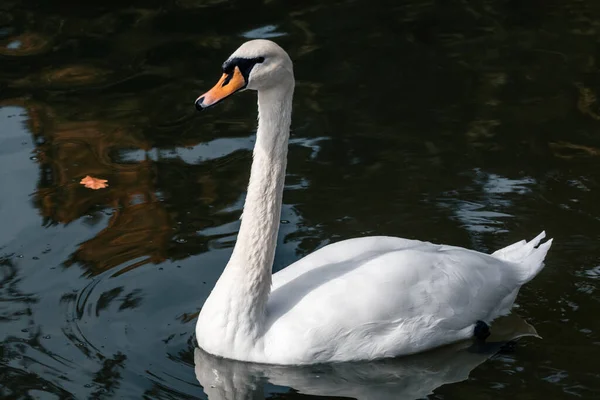 白い白鳥 長い柔軟な首を持つエレガントな大きな水鳥 反射と落ち葉と暗い池の水の日当たりの良いクローズアップ — ストック写真