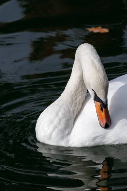 Beyaz kuğu, uzun ve esnek boyun temizleme tüyleri olan büyük su kuşu.