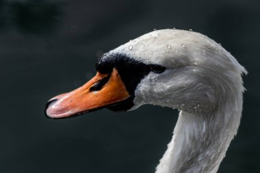 Beyaz kuğu, gölcük suyuna su damlatan zarif bir su kuşu kafası, yakın plan.