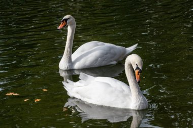 Beyaz kuğu çifti, uzun ve esnek boyunlu zarif su kuşları, yansıması ve sonbahar yapraklarıyla gölde yüzüyorlar.