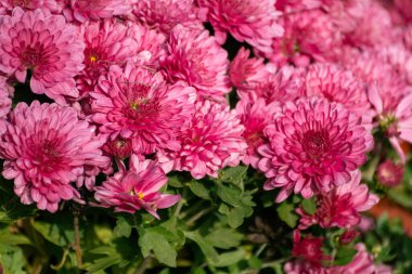 Kırmızı şeffaf krizanth çiçekleri yakın plan çiçek açıyor. Yeşil yapraklı kasımpatılar. Bulanık yapraklı güneşli sonbahar yaprakları.