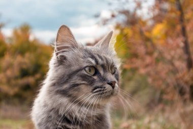 Güz renkli ormanlarda başıboş tüylü gri kedi yüzükoyun dışarı çıkar. Seçici odaklı, bulanık arka planlı kedi portresi