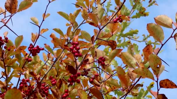 黄色の秋の葉を持つ枝に赤いサンザシの果実と背景がぼやけています 自然の明るい秋の収穫の終わり — ストック動画
