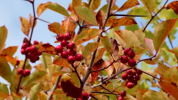 Red Hawthorn Berries Branch Autumn Leaves Blurred Background Nature Bright — 비디오