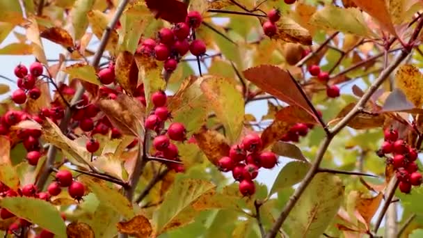 カラフルな秋の葉を持つ木の枝に赤いサンザシの果実 天然の秋の収穫映像 — ストック動画