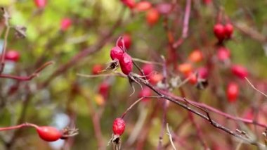 Köpek gülü (Rosa canina) parlak kırmızı meyveler yakın planda, güneşli ekim ayında olgunlaşır. Arka planı bulanık sonbahar botaniği