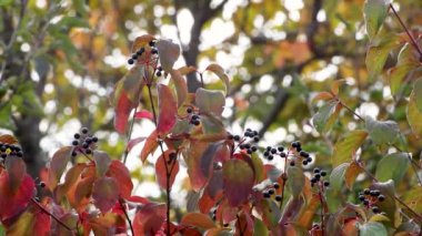 Cornus sanguinea, sık rastlanan kızılcık dalları, siyah böğürtlen ve kırmızı yapraklarla kaplıdır. Rüzgarda sallanan bulanık yeşil arka planlı sonbahar doğası