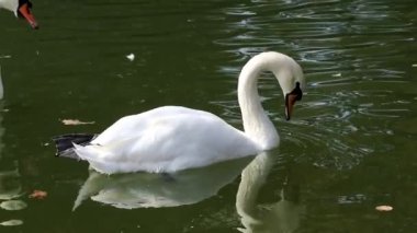 Beyaz kuğu çifti, gölde yüzen romantik su kuşları yansıma ve sonbahar yapraklarıyla