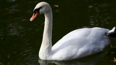 Beyaz kuğu, zarif büyük su kuşu esnek bir boynu olan güneşli bir gölde yüzen.