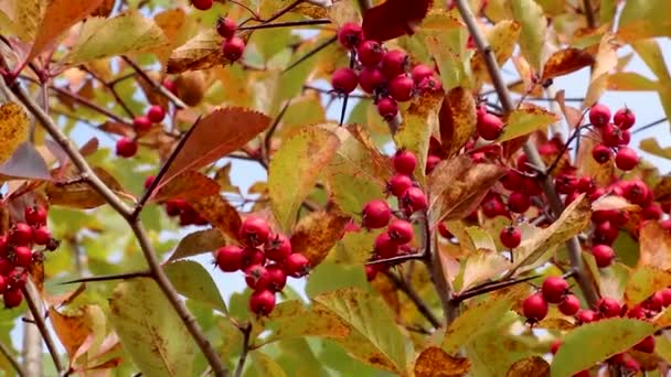 秋の葉を持つ木の枝に赤いサンザシの果実 天然の秋の収穫映像 — ストック動画