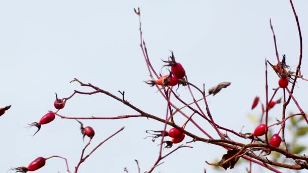 犬のバラ ローザ カニーナ 鮮やかな赤い果実は 風に手を振って 背景がぼやけている日当たりの良い秋の植物 — ストック動画