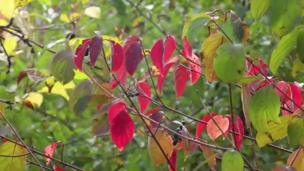 コロナス サンギネア Cornus Sanguinea 一般的なドッグウッドの低木で 黒い果実と赤い葉でクローズアップされます 風に揺れる緑の背景がぼやけている秋の植物 — ストック動画