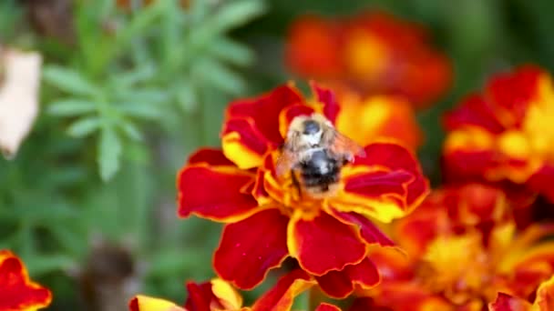 蜜蜂授粉的玛丽戈尔德 橙色塔吉特花的特写与绿叶和背景模糊 种植花园花卉植物学 — 图库视频影像