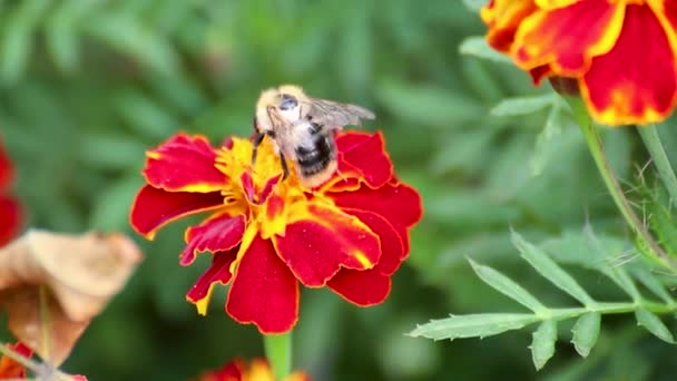 Včelí Opylení Marigold Oranžová Tagetes Květy Zblízka Zelenými Listy Rozmazané — Stock video