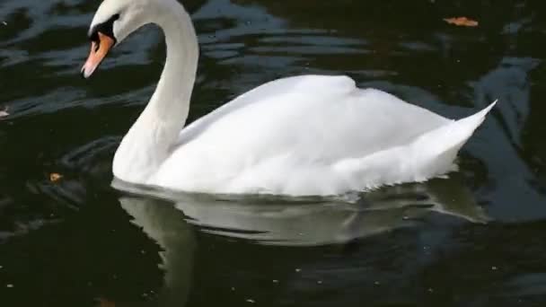 Biały Łabędź Elegancki Duży Wodny Ptak Elastycznymi Piórami Czyszczenia Szyi — Wideo stockowe