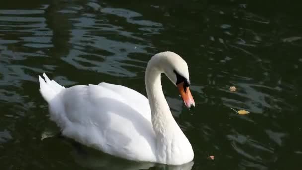 Biały Łabędź Elegancki Duży Wodny Ptak Elastycznymi Piórami Czyszczenia Szyi — Wideo stockowe