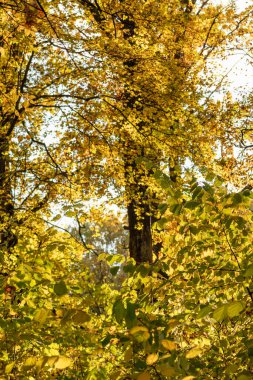 Autumn sunny tree branches with yellow leaves. Autumnal forest details