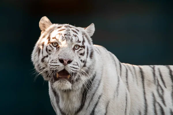 White tiger with black stripes roars portrait. Close-up view with dark blurred background. Wild animals, big cat