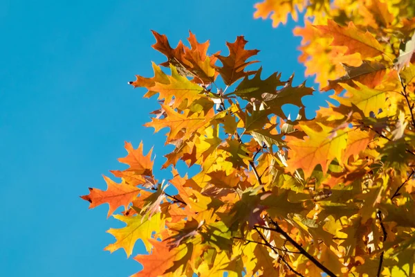 Autumn bright orange leaves on oak tree branches close-up with blue sky background, golden season, nature details