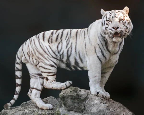 Белый Тигр Черными Полосами Стоящий Скале Ревущий Сильной Позе Портрет Лицензионные Стоковые Изображения