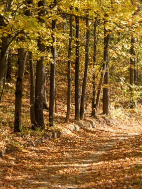 Yellow sunny trees on path alley in autumn. Walking warm autumnal forest