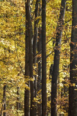 Tall thin trees with yellow sunny leaves, forest in autumn, nature patterns background