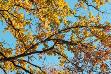 Autumn oak tree branches with colorful leaves close-up on blue sky background, golden season, nature patterns
