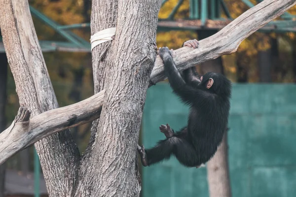Chimpanzee child playing, hanging on tree trunks in zoo aviary with autumn trees blurred background