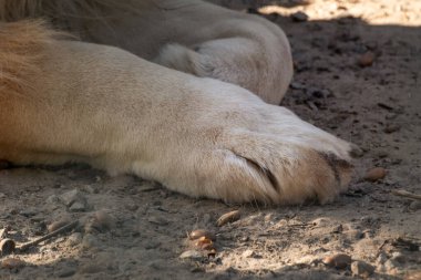 Lion two front legs, paws close-up, laying on sand ground with shadows from sun