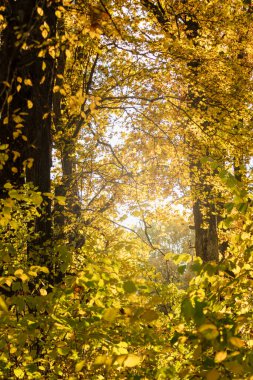Autumn tree branches with yellow leaves. Sun shine in autumnal vibrant forest