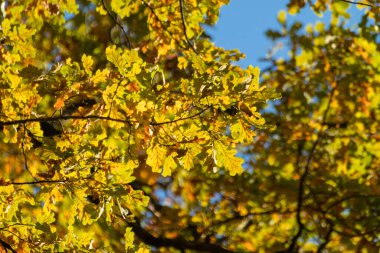 Autumn sunny oak tree branches with golden leaves on blue sky with blurred background. Autumnal nature patterns