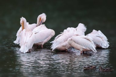 Pink-backed pelican birds, Pelecanus rufescens on evening lake with reflection on rippled water and blurred background
