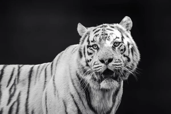 White tiger with black stripes roars. Grayscale portrait with dark blurred background. Wild animals, big cat