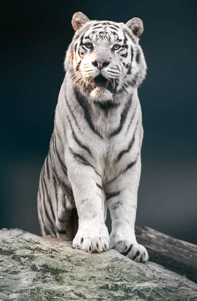 White tiger with black stripes sitting on rock in powerful pose portrait. Close view with dark blurred background. Wild animals in zoo, big cat