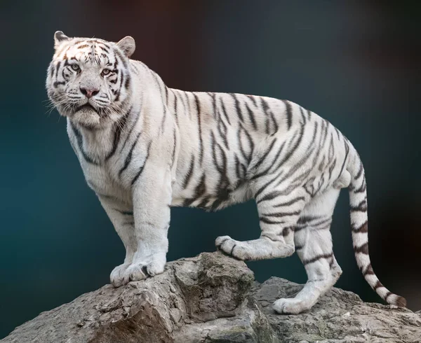 Tigre Blanco Con Rayas Negras Pie Sobre Roca Pose Poderosa Imagen De Stock