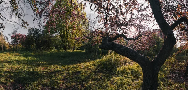 Pink cherry blooming tree panorama in green sunny spring garden with sunset sun shining through branches