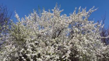 Beyaz çiçekli kirazlı kiraz ağacının yay çekimi. Mavi gökyüzü güneşli bahar uçuşu
