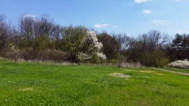 Воздушные Мухи Зелени Весеннего Парка Цветущей Вишней Солнечный День Голубым — стоковое видео