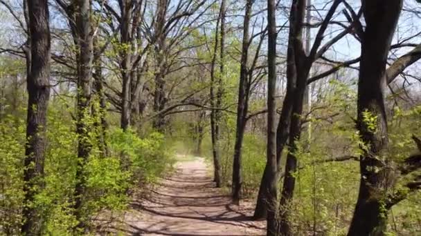 春には緑のオークの木が日当たりの良い公園の路地を歩く ドリーズームフライフォワードドローンショット — ストック動画