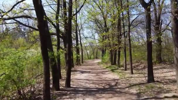 在阳光充足的公园里 绿泉橡树在小巷小径上漫步 冲进去 向前飞无人驾驶飞机射击 — 图库视频影像