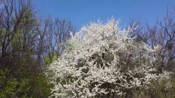 春に咲く桜の木に白い花を咲かせます 青い空の晴れた春のフライト — ストック動画