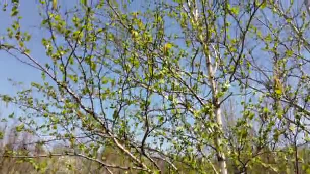 日当たりの良い風光明媚な青空の背景に小さな緑の葉を持つ若い春の白樺の木 天然の春の植物の台座 ドローンの空中ショットを上げる — ストック動画
