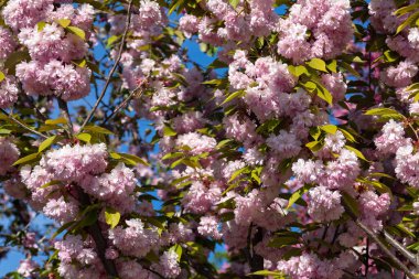 Dallarda açan pembe sakura çiçekleri seçici odaklı, bulanık arkaplan. Güneşli bahar bahçesi yakın plan.