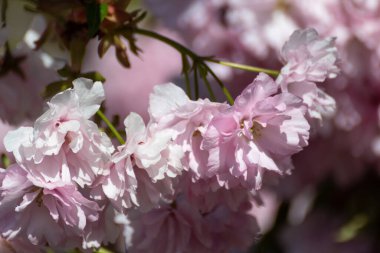 Yeşil yapraklı ve seçici odaklı dallarda açan pembe ışıklı sakura çiçekleri, bulanık çiçekli arka plan. Güneşli bahar bahçesi yakın plan.