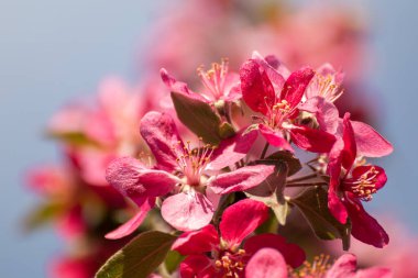 Pembe elma ağacı yakından çiçek açar, güneşli dallarda çiçekler açar. Bahçede bahar havası ve bulanık mavi gökyüzü arkaplanı.