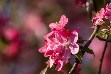 Pembe elma ağacı yakından çiçek açar, güneşli dallarda çiçekler açar. Baharın canlı pembe çiçekleri bulanık arka planla bahçede açar.