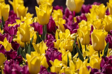 Sarı ve mor laleler yakın planda çiçek açmış, bahar çiçekleri seçici bir odak ile çiçek açmış. Romantik taze botanik çayırı yaprakları