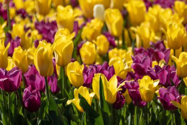 Yeşil yapraklı sarı ve mor laleler yakın plan, arka planda bulanık bahar çiçekleri. Romantik taze botanik çayırı yaprakları