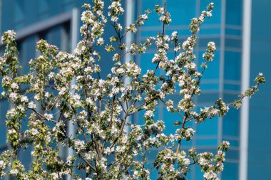 Beyaz elma ağacı çiçeği, dallardaki çiçekler mavi cam bina ön planında yeşil yapraklar. Bulanık arkaplanlı şehirde bahar mevsimi