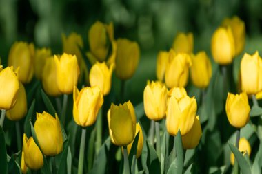 Sarı laleler yeşillik yapraklarıyla çiçeklendi, çiçek tarlaları yakın plan yeşil arka plan, bahar çiçekleri